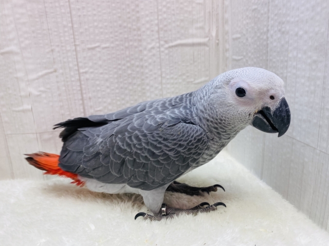 ヨウム