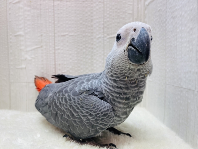 ヨウム