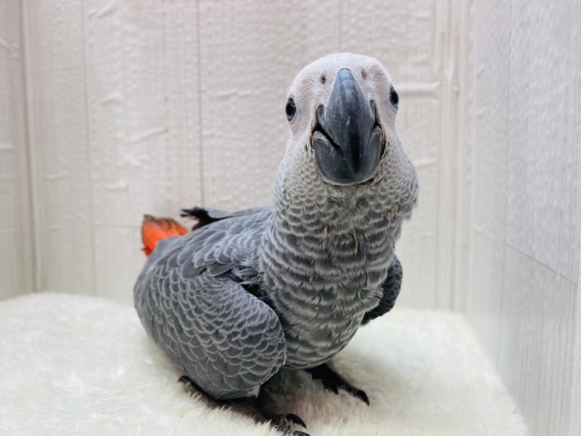 ヨウム