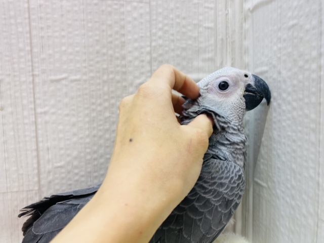 ヨウム