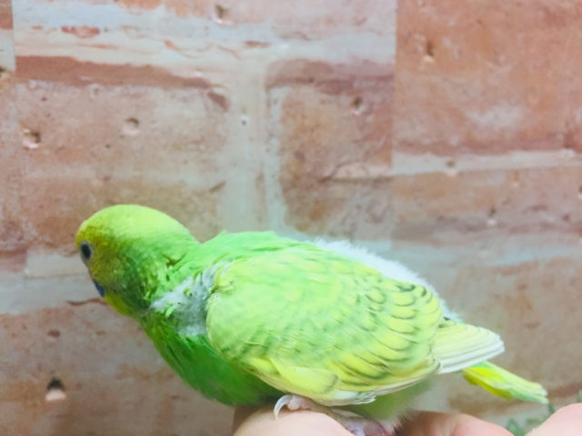 💚💚グリーンスパングルカラーのセキセイちゃんがやってきましたよ~💚💚 セキセイインコ セキセイインコ