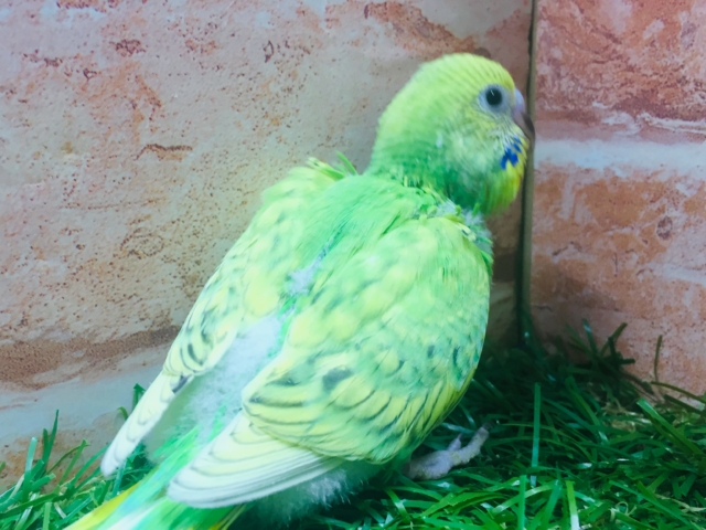 💚💚グリーンスパングルカラーのセキセイちゃんがやってきましたよ~💚💚 セキセイインコ セキセイインコ