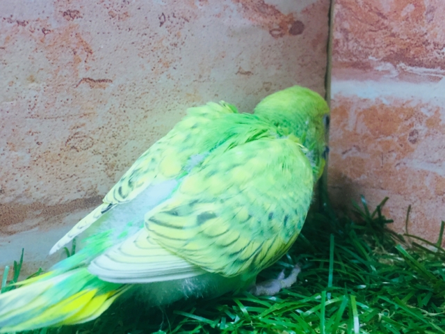 💚💚グリーンスパングルカラーのセキセイちゃんがやってきましたよ~💚💚 セキセイインコ セキセイインコ