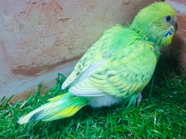 💚💚グリーンスパングルカラーのセキセイちゃんがやってきましたよ~💚💚 セキセイインコ セキセイインコ
