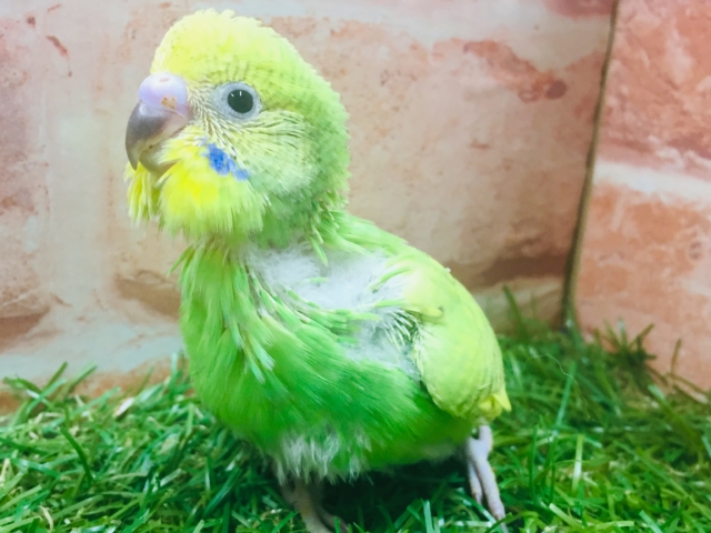 💚💚グリーンスパングルカラーのセキセイちゃんがやってきましたよ~💚💚 セキセイインコ セキセイインコ