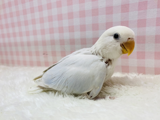 見るたび惹かれる💜淡くてカワイイ🤍🫧コザクラインコ コザクラインコ(小桜インコ)