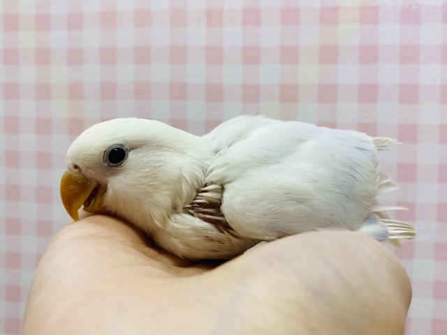 見るたび惹かれる💜淡くてカワイイ🤍🫧コザクラインコ コザクラインコ(小桜インコ)