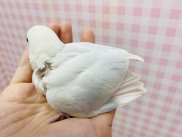 見るたび惹かれる💜淡くてカワイイ🤍🫧コザクラインコ コザクラインコ(小桜インコ)