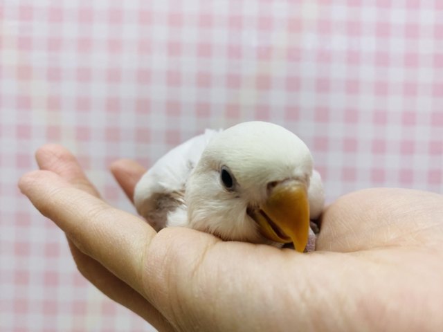 見るたび惹かれる💜淡くてカワイイ🤍🫧コザクラインコ コザクラインコ(小桜インコ)