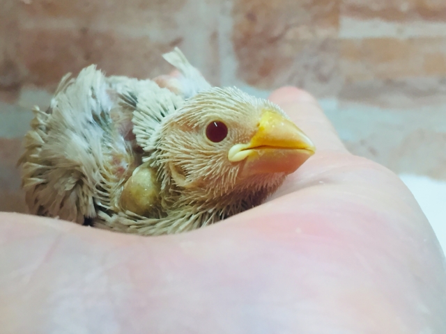 大人気🌟🌟🌟シナモン文鳥さんがやってきましたよ~🎵 シナモン文鳥