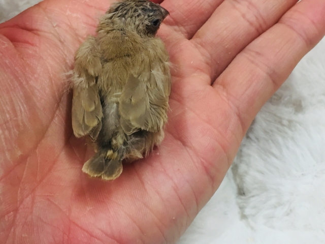 定番人気のミニミニ怪獣ちゃんが襲来⁉⁉ キンカチョウ(フォーン) 錦花鳥(キンカチョウ)