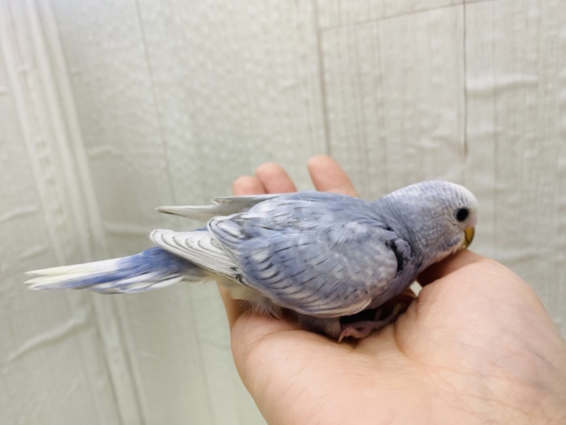 シックにときめく💕癒し顔のセキセイインコのグレースパングル🩶 セキセイインコ