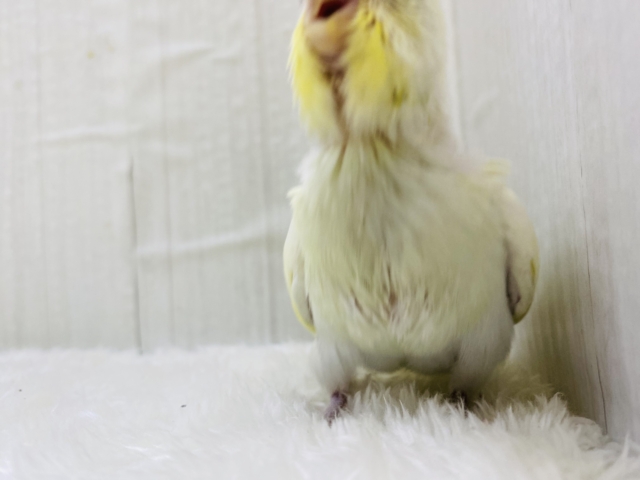 💛甘いだけじゃない❌魅力たっぷりクリームカラー🍮 セキセイインコ