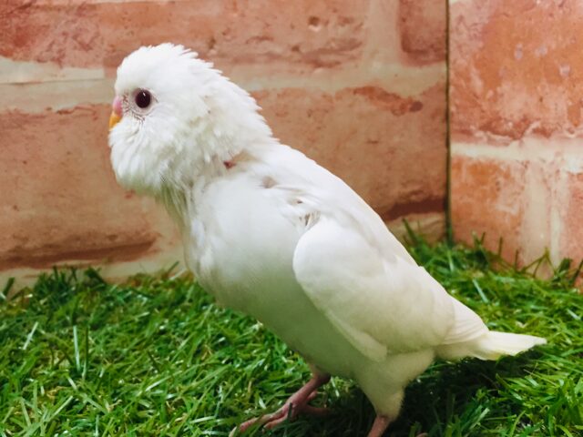 大人気カラー✨✨✨ アルビノセキセイちゃんがやってきましたよ~🎵🎵 セキセイインコ セキセイインコ