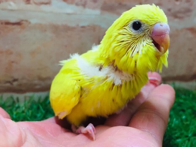 久々にダブルファクターカラーのセキセイインコさんがやってきましたよ~💛💛💛 セキセイインコ