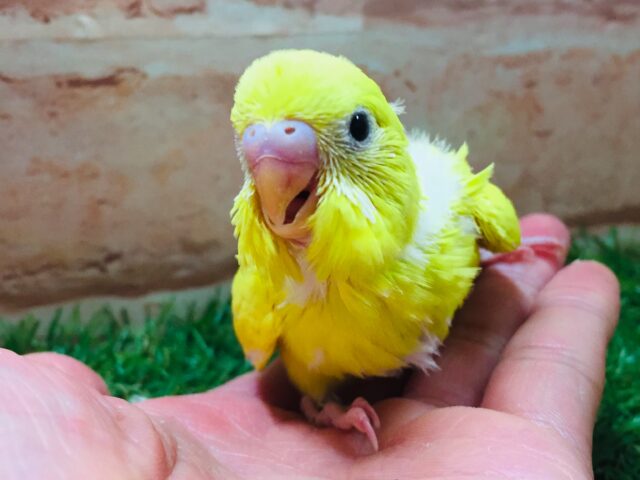 久々にダブルファクターカラーのセキセイインコさんがやってきましたよ~💛💛💛 セキセイインコ