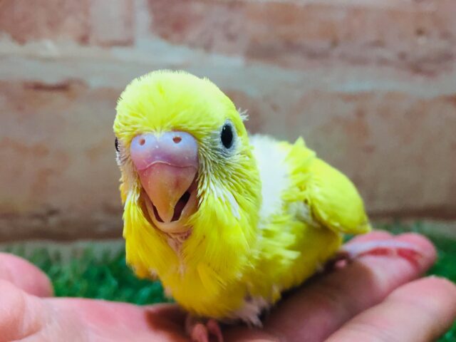 久々にダブルファクターカラーのセキセイインコさんがやってきましたよ~💛💛💛 セキセイインコ
