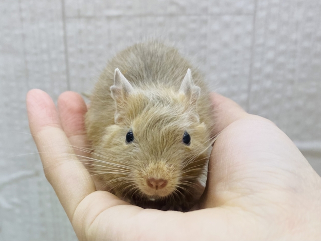 デグー