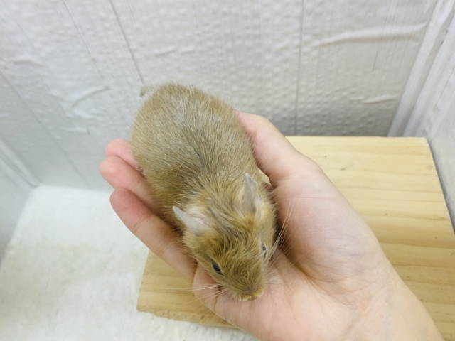 デグー