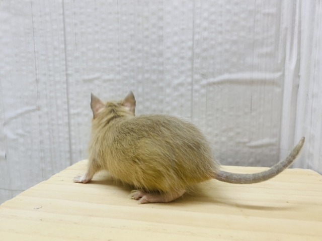 デグー