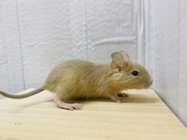 デグー