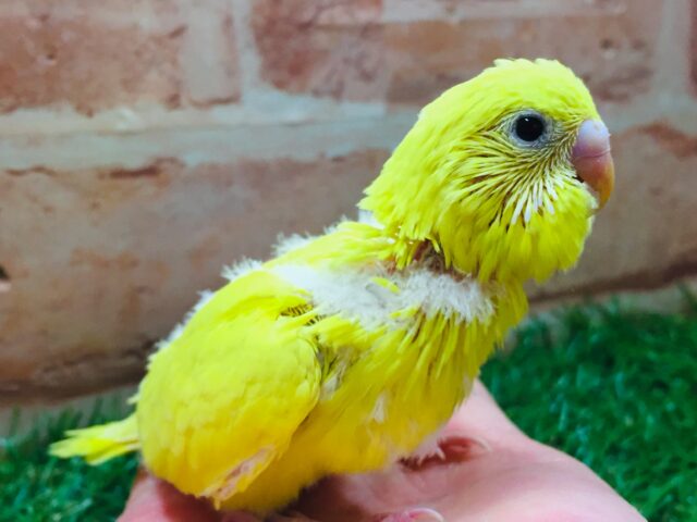 久々にダブルファクターカラーのセキセイインコさんがやってきましたよ~💛💛💛 セキセイインコ