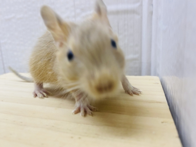 デグー