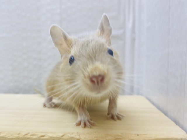 デグー