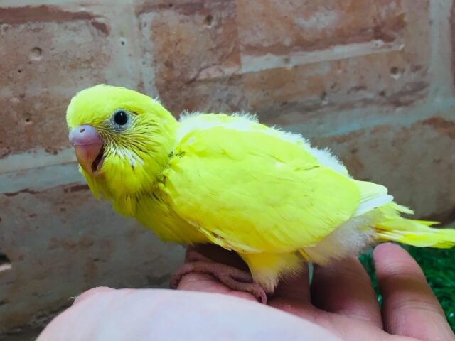 久々にダブルファクターカラーのセキセイインコさんがやってきましたよ~💛💛💛 セキセイインコ