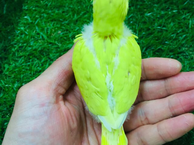 久々にダブルファクターカラーのセキセイインコさんがやってきましたよ~💛💛💛 セキセイインコ