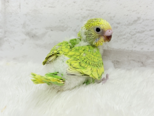 甘える準備出来てます♡セキセイインコ(スパングル) ヒナ セキセイインコ