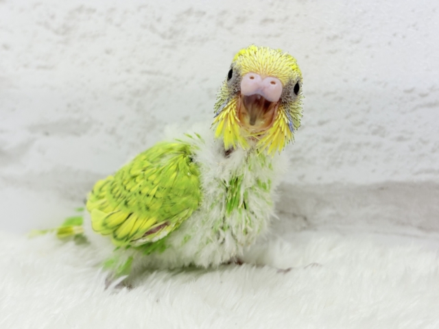 甘える準備出来てます♡セキセイインコ(スパングル) ヒナ セキセイインコ