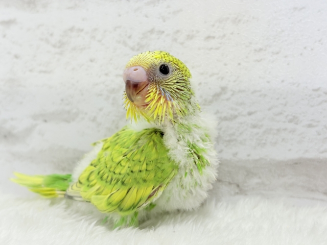 甘える準備出来てます♡セキセイインコ(スパングル) ヒナ セキセイインコ