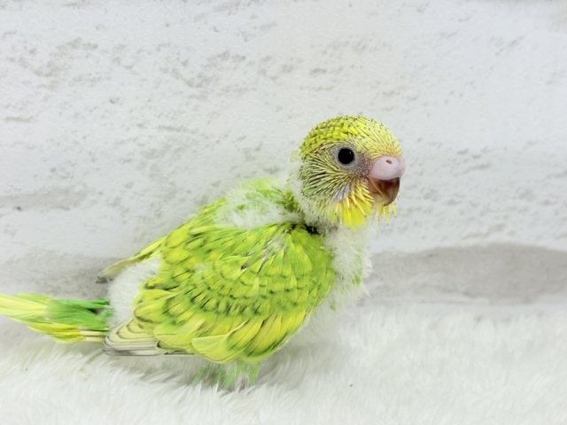 甘える準備出来てます♡セキセイインコ(スパングル) ヒナ セキセイインコ