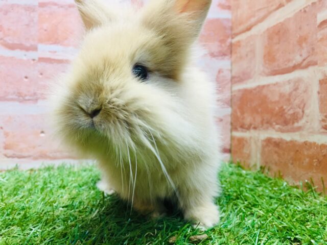 【⭐️最新画像更新⭐️】モッフモフの可愛いウサちゃんがやってきましたよ~💗💗💗 ライオンラビット(オレンジ) ライオンラビット
