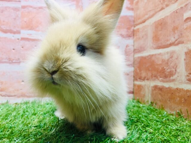 【⭐️最新画像更新⭐️】モッフモフの可愛いウサちゃんがやってきましたよ~💗💗💗 ライオンラビット(オレンジ) ライオンラビット