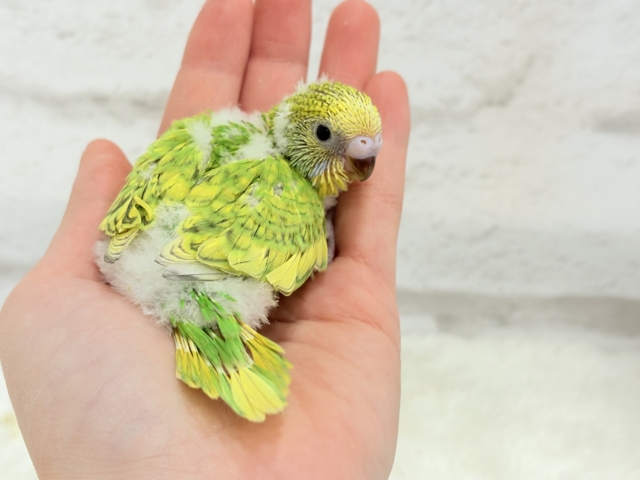 甘える準備出来てます♡セキセイインコ(スパングル) ヒナ セキセイインコ