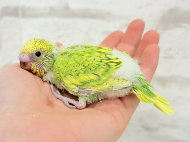 甘える準備出来てます♡セキセイインコ(スパングル) ヒナ セキセイインコ