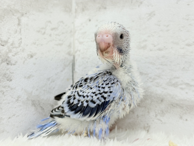 もぎたて摘みたて甘々ブドウ🍇セキセイインコ(オパーリン) ヒナ セキセイインコ