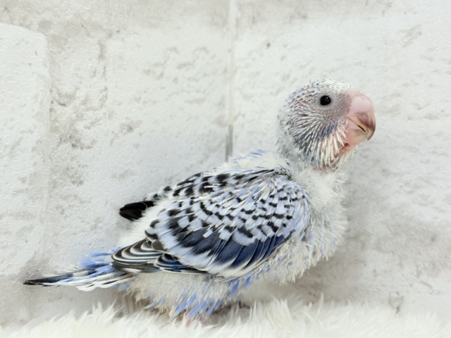 もぎたて摘みたて甘々ブドウ🍇セキセイインコ(オパーリン) ヒナ セキセイインコ