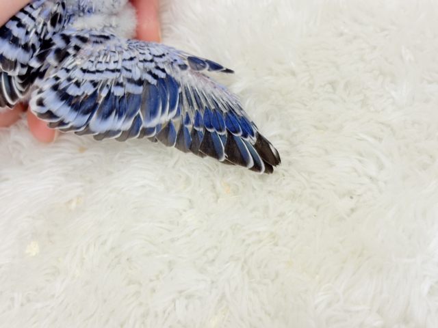 もぎたて摘みたて甘々ブドウ🍇セキセイインコ(オパーリン) ヒナ セキセイインコ