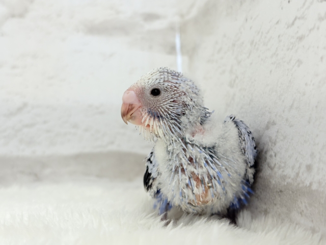 もぎたて摘みたて甘々ブドウ🍇セキセイインコ(オパーリン) ヒナ セキセイインコ