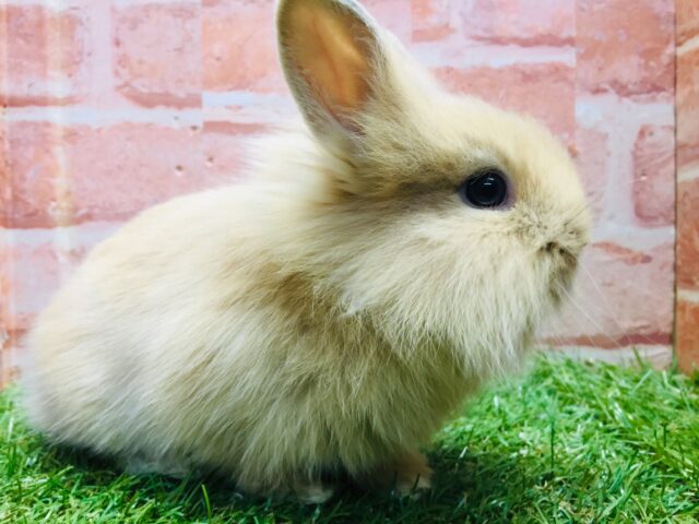 【⭐️最新画像更新⭐️】モッフモフの可愛いウサちゃんがやってきましたよ~💗💗💗 ライオンラビット(オレンジ) ライオンラビット