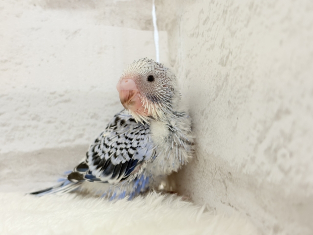 もぎたて摘みたて甘々ブドウ🍇セキセイインコ(オパーリン) ヒナ セキセイインコ
