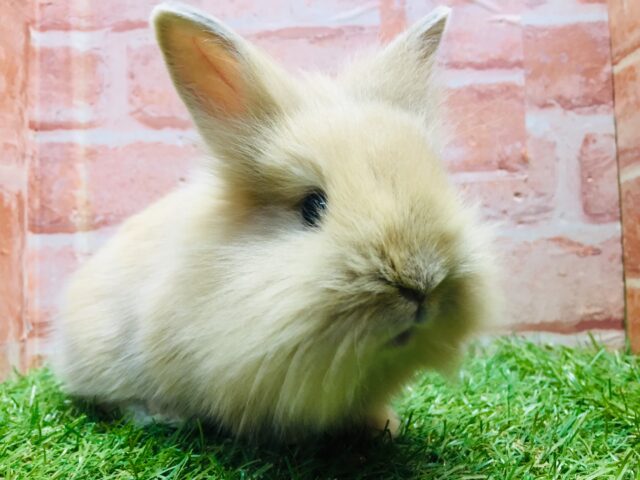 【⭐️最新画像更新⭐️】モッフモフの可愛いウサちゃんがやってきましたよ~💗💗💗 ライオンラビット(オレンジ) ライオンラビット