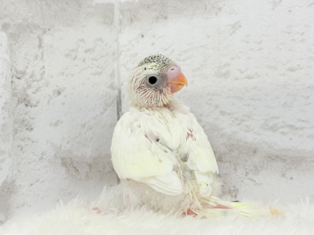 【最新画像更新🪄】好奇心の塊♥探検するゾ!!セキセイインコ(クリームハルクイン) ヒナ セキセイインコ