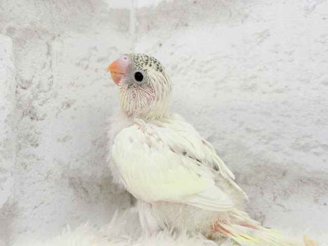 【最新画像更新🪄】好奇心の塊♥探検するゾ!!セキセイインコ(クリームハルクイン) ヒナ セキセイインコ