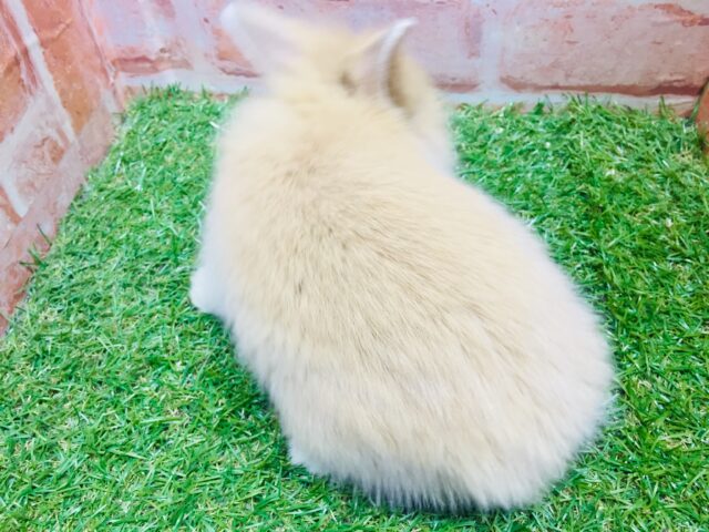 【⭐️最新画像更新⭐️】モッフモフの可愛いウサちゃんがやってきましたよ~💗💗💗 ライオンラビット(オレンジ) ライオンラビット