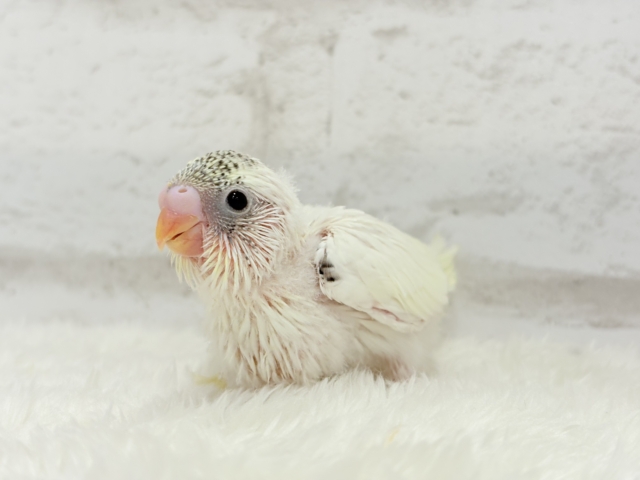 【最新画像更新🪄】好奇心の塊♥探検するゾ!!セキセイインコ(クリームハルクイン) ヒナ セキセイインコ
