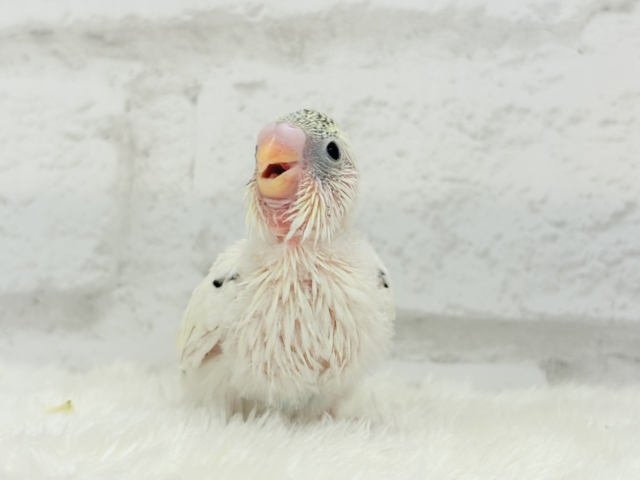 【最新画像更新🪄】好奇心の塊♥探検するゾ!!セキセイインコ(クリームハルクイン) ヒナ セキセイインコ